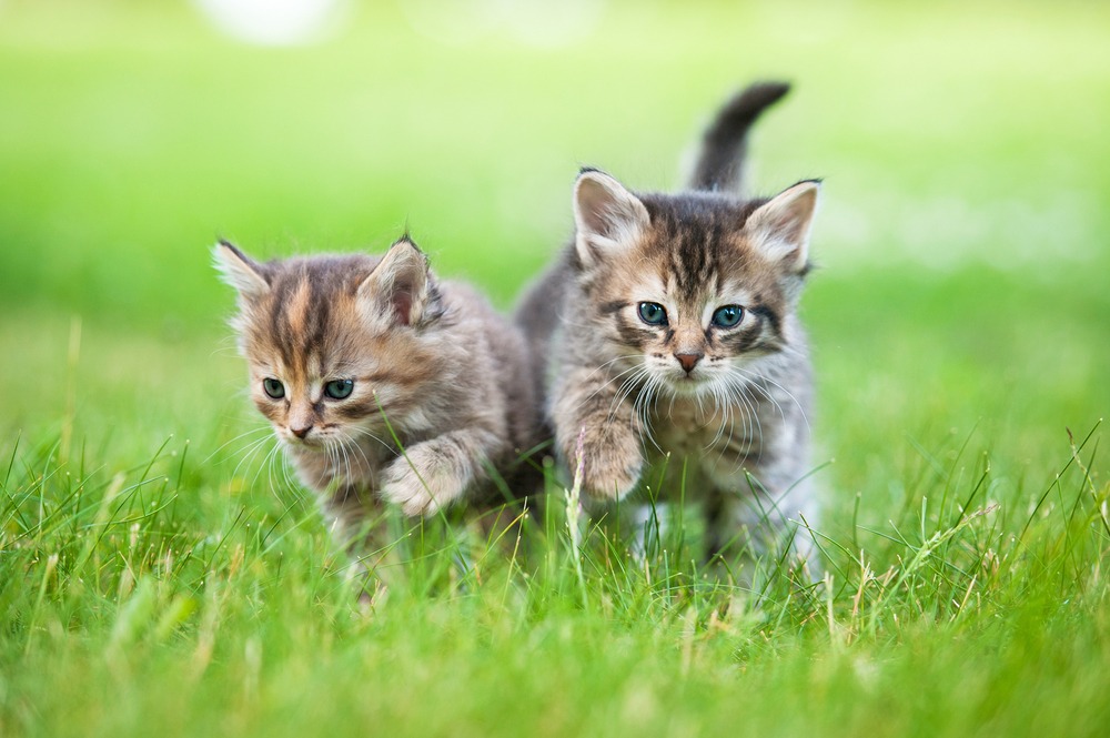 Cute kittens